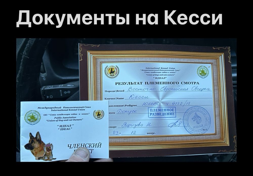 Собака для дома ВЕО