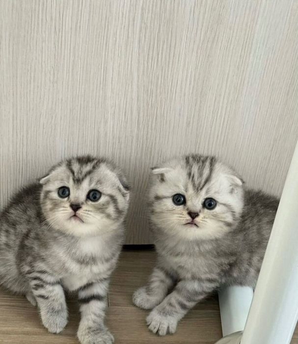 Шотландские вислоушки!