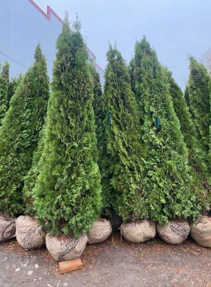 Plante pentru Curți și Spații Verzi Elegante