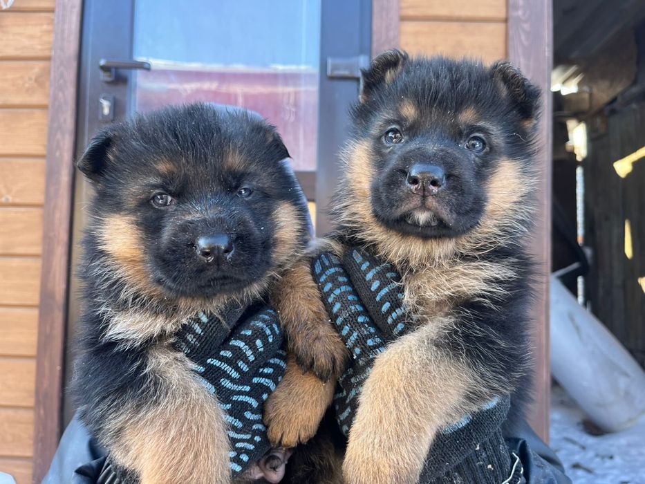 Щенки немецкой овчарки