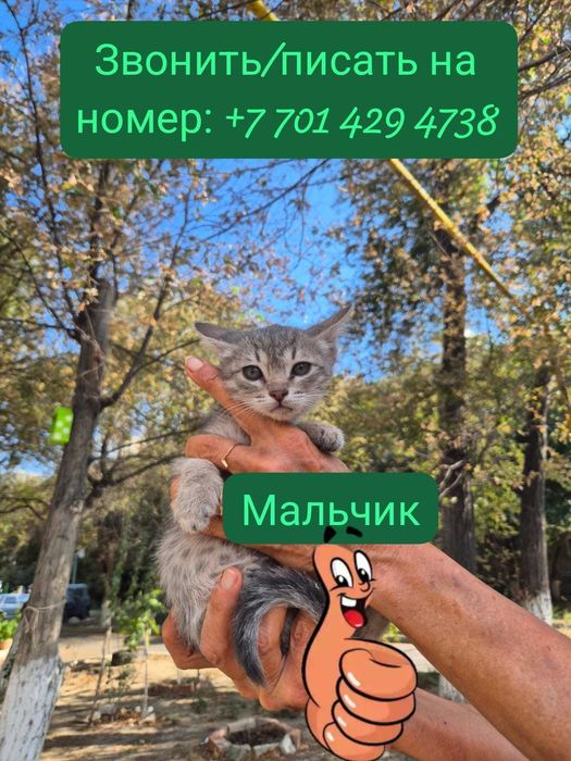 Отдам красивых котят даром