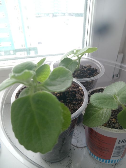 Комнатные растения