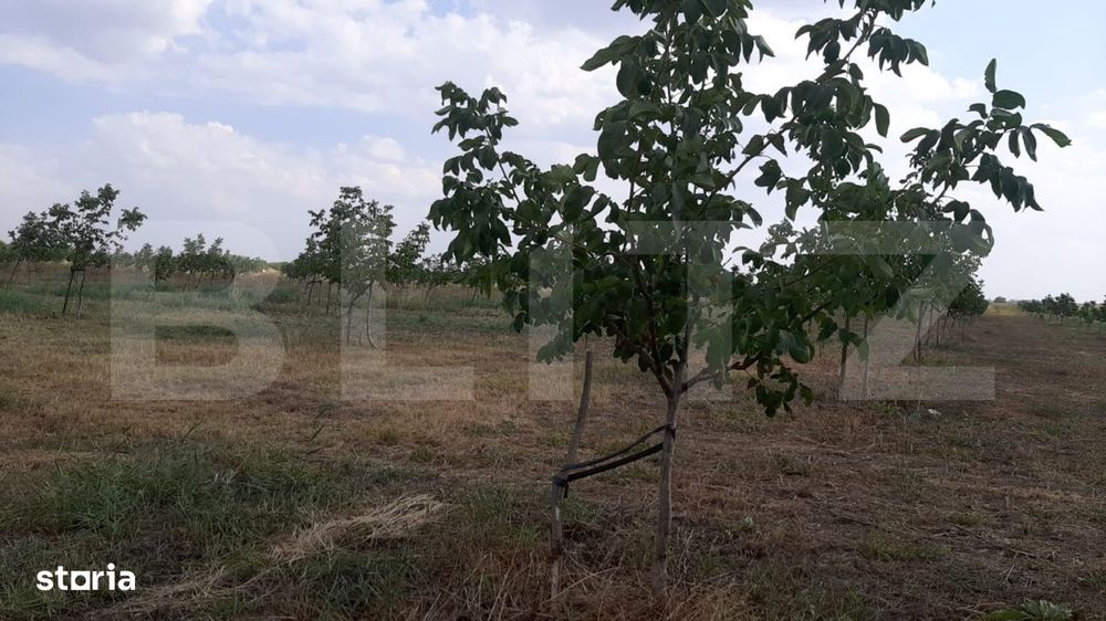 Ferma de nuci - teren agricol, zona Ivesti