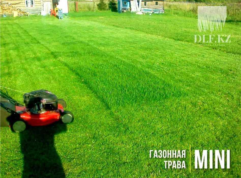 Газон Атырау семена в мешках