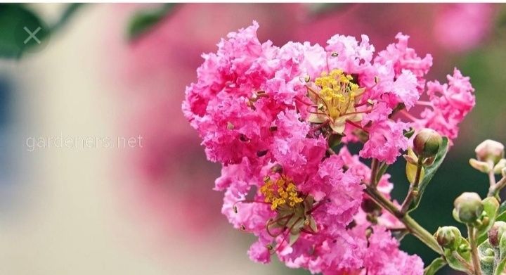 Бульдонеш.      вюшая р о за   .ПовлоняШтампова роза.    Инд ийский.Си