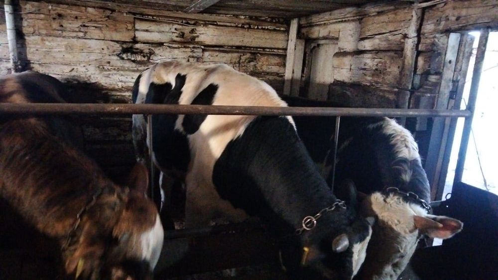 Продам крупно рогатый скот