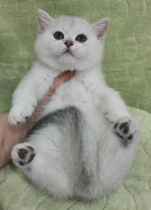 Продаётся чистокровная элитная девочка скоттиш-страйт британка