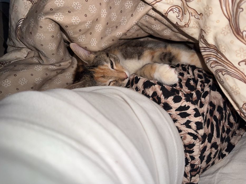 Котенок в добрые руки!