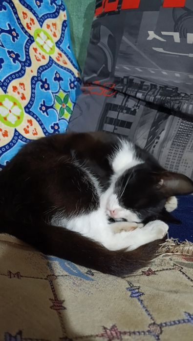 Кошечка ищет дом
