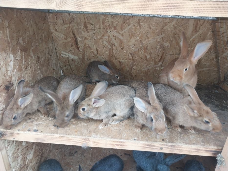 Породистые крольчата