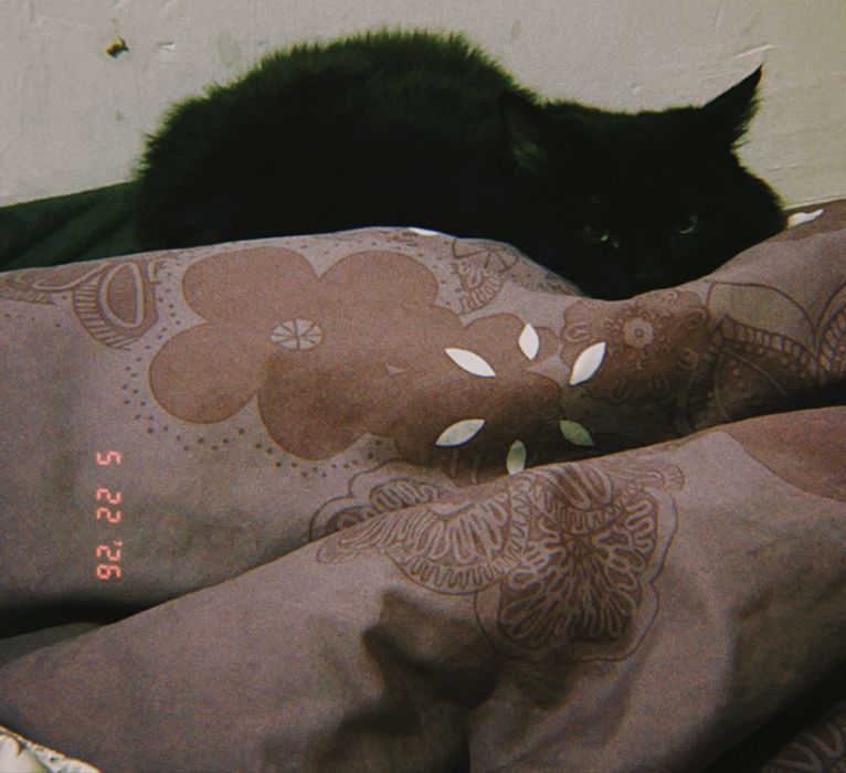 Кошка, очень умная девочка
