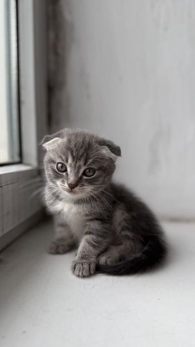 Отдам котят в хорошие руки