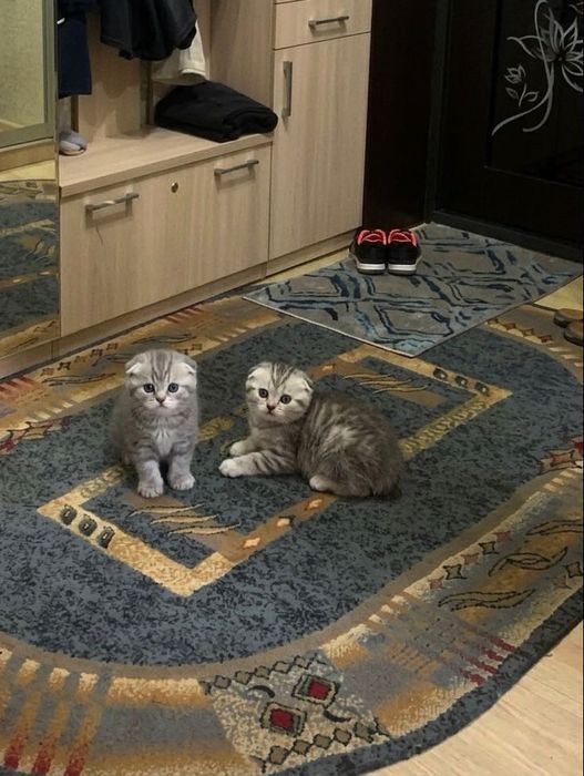 Шотландские вислоушки