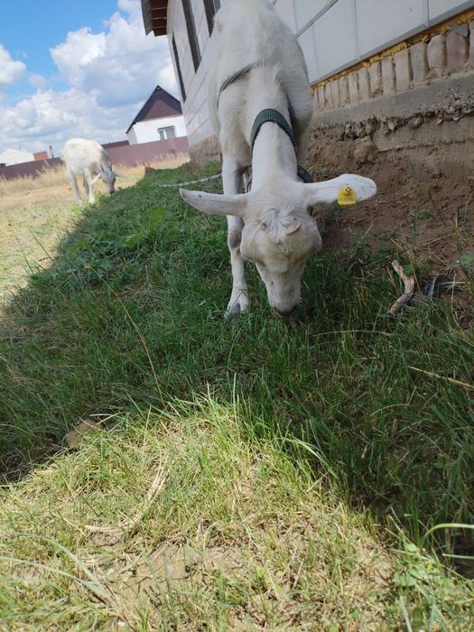 Продам козье молоко