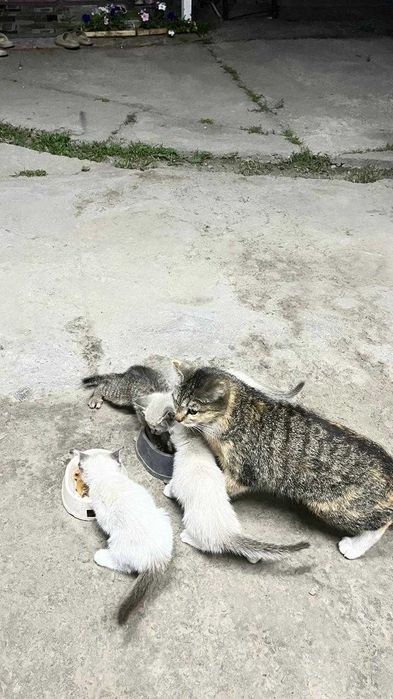 Кошка я котятами