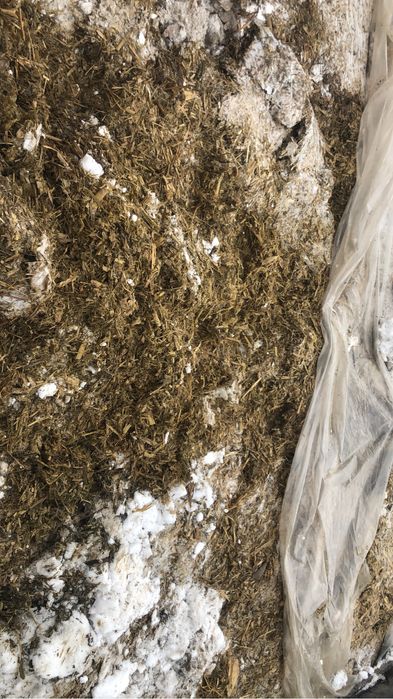 Силос кукурузный