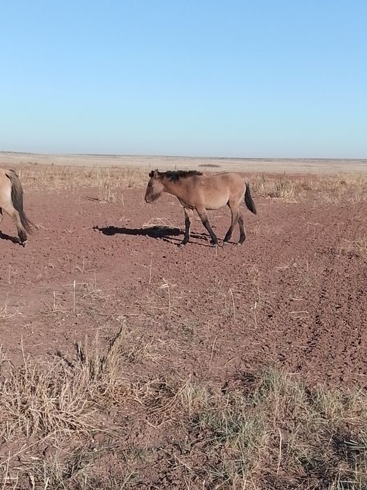 Жабагы лошадь жылкы