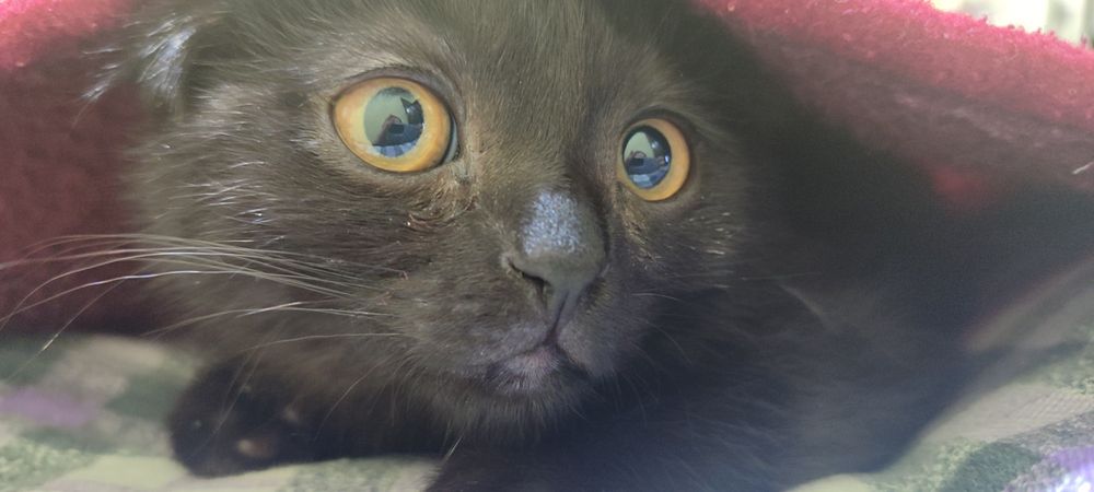 Mushuk Skottish Fold