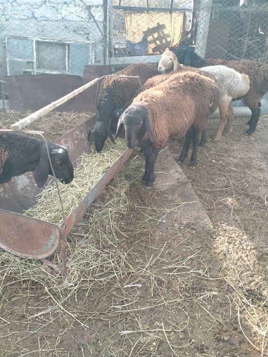 Кошкарики на племя