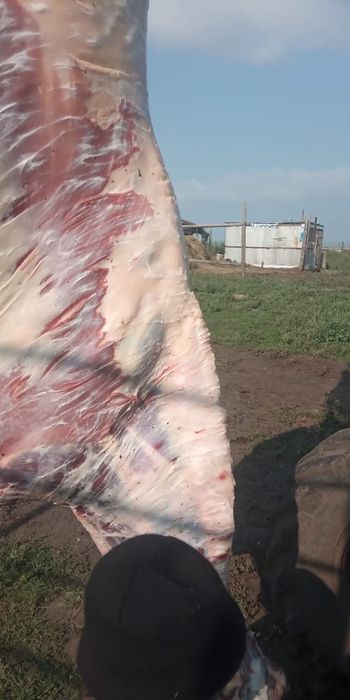 Соғым аяқтап, жіліктеп, тушамен