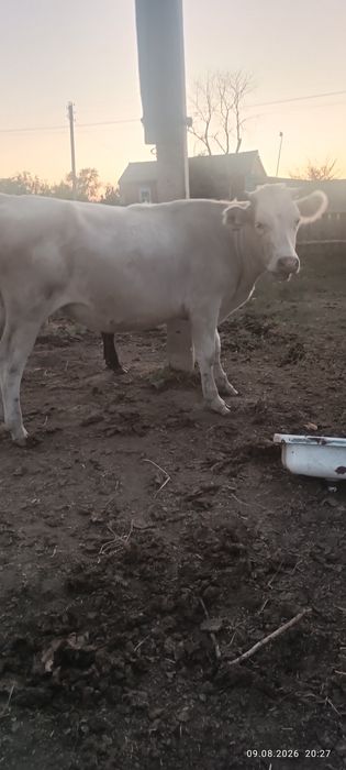 Сиыр және тайыншалар сатылады