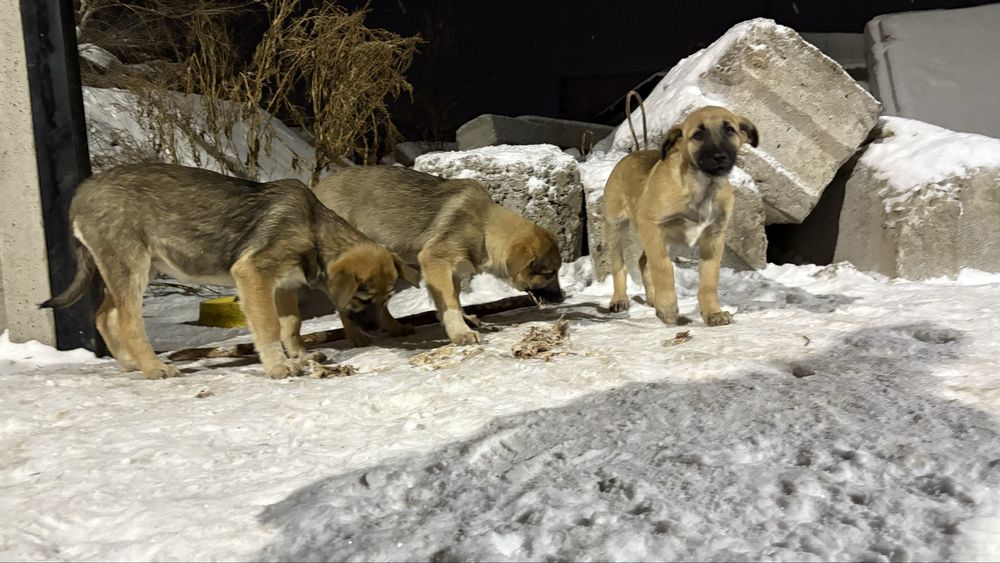 Три девочки родились на улице