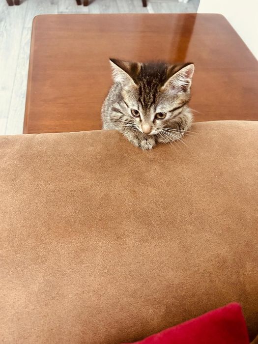Бесплатно котёнок
