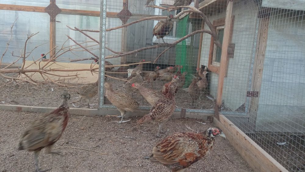 Продам   фазанов