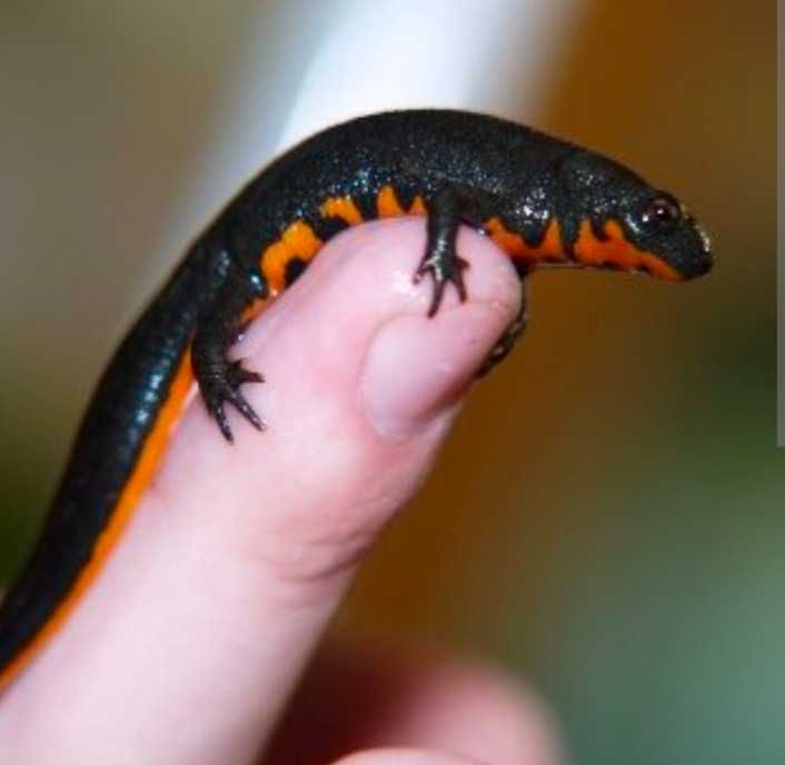 Тритоны огненнобрюхие