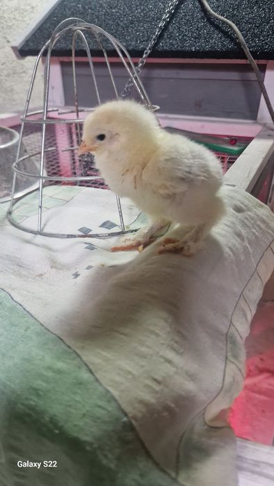 Pui brahma herminat deschis pe negru, negru,albastru !