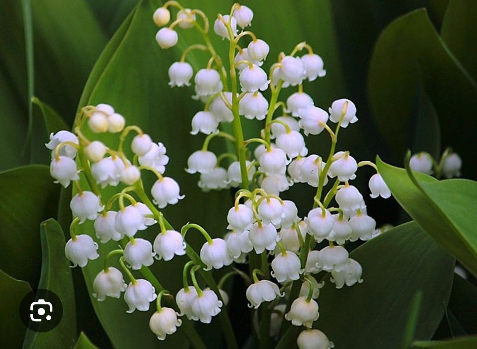 Ландыши колерованные крупные садовые