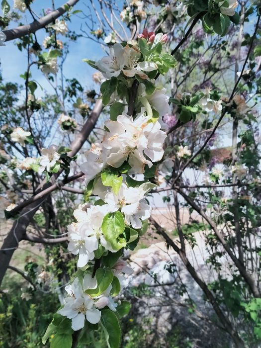 Продам дачу в черте города