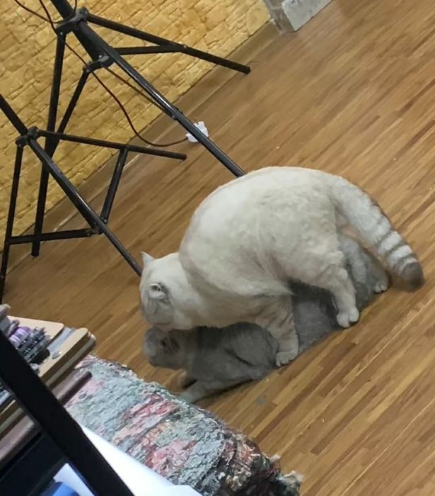 Britanski Chinchilla vyazka uchun