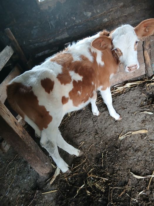 Vând vitica de 3 luni de sub vaca bună de lapte