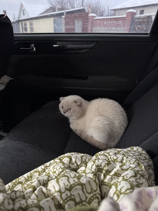 Отдадим в хорошие руки