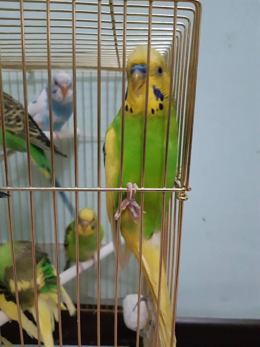 Chexskiy valnistiy papugay