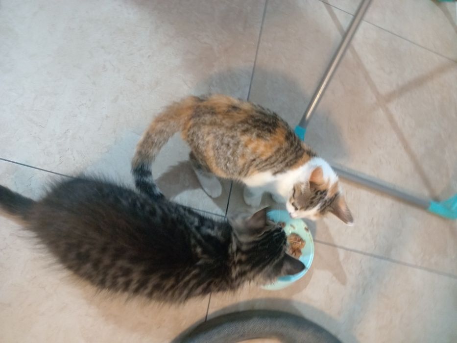 Отдам котят хорошие руки