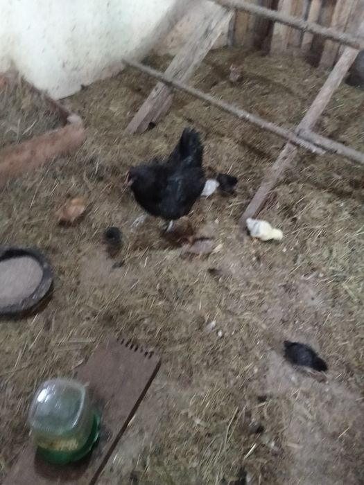 Курица квочка в продаже