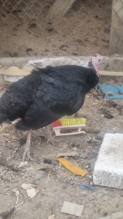 Продаются индуки