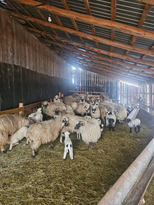 Vand oi cu miei la picior