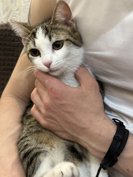 Кошечка в добрые руки