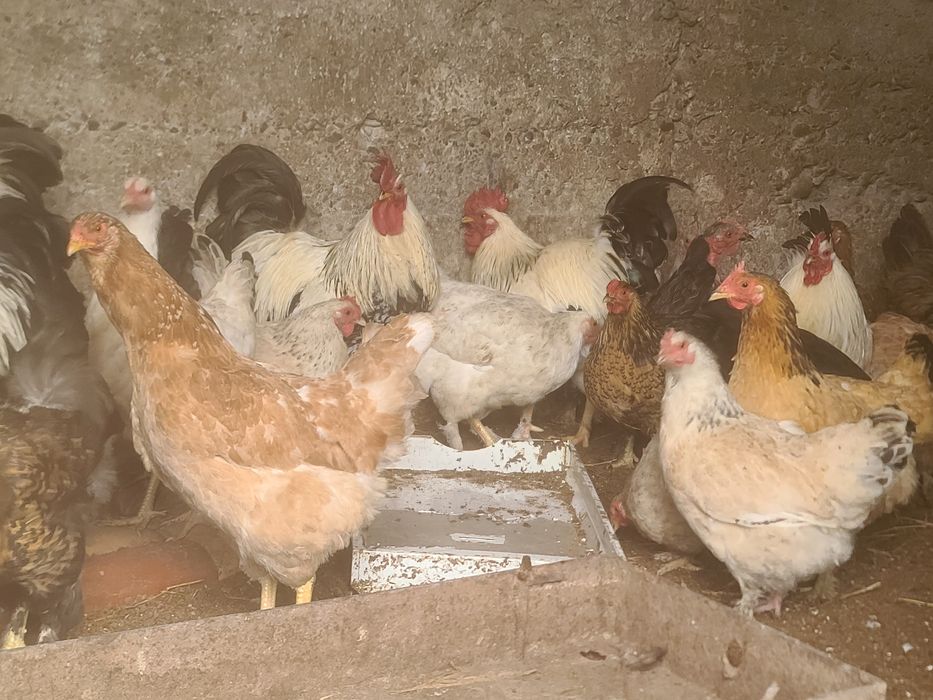 Куры петухи молодые