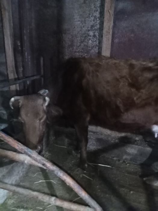 Сауында 2 сиыр буазларымен