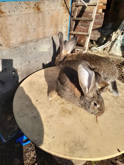 Продавам зайци..