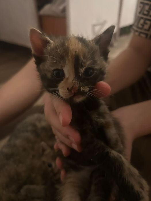 Кошка отдам даром