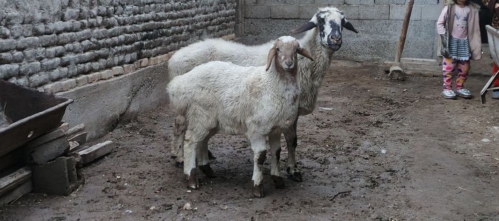 Она бола куйлар сотилади