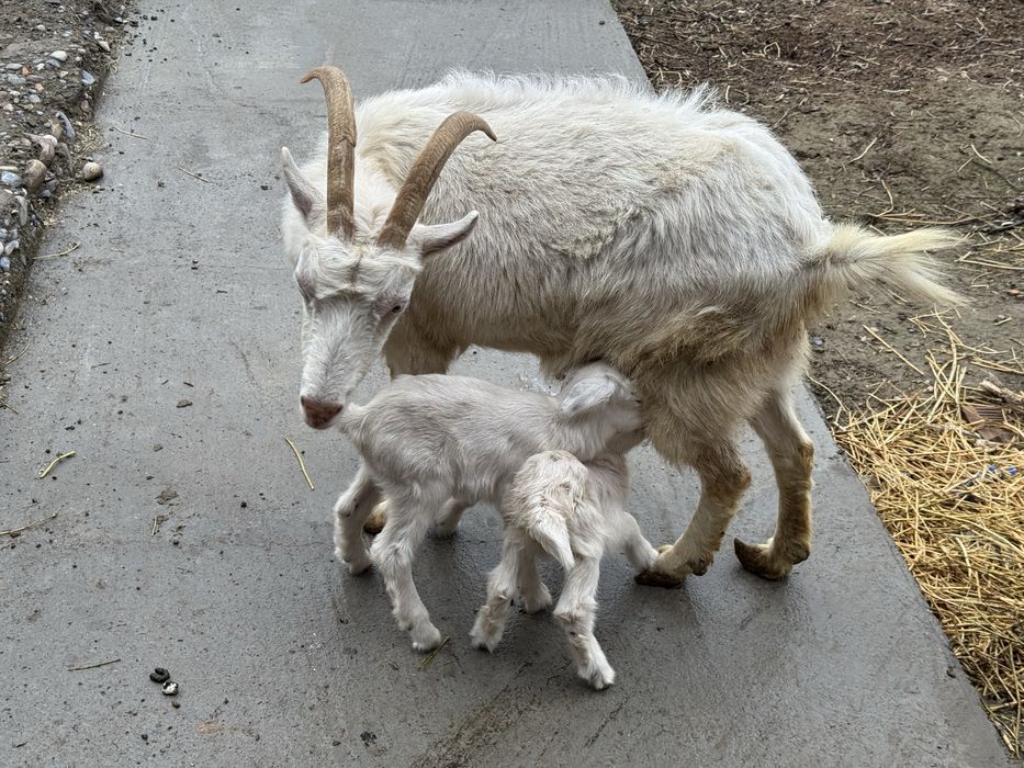 орыс ешкі сүтті  2лақ