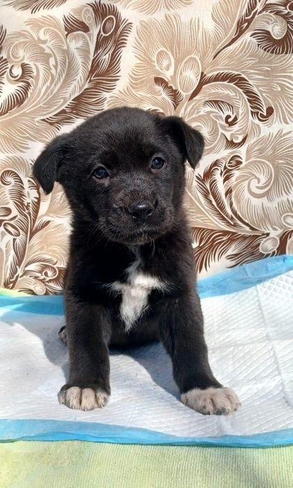 Красавицы девочки частично с лабрадором ищут дома