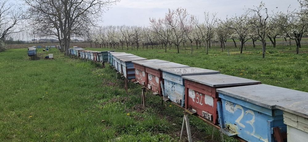 Vând familii de albine