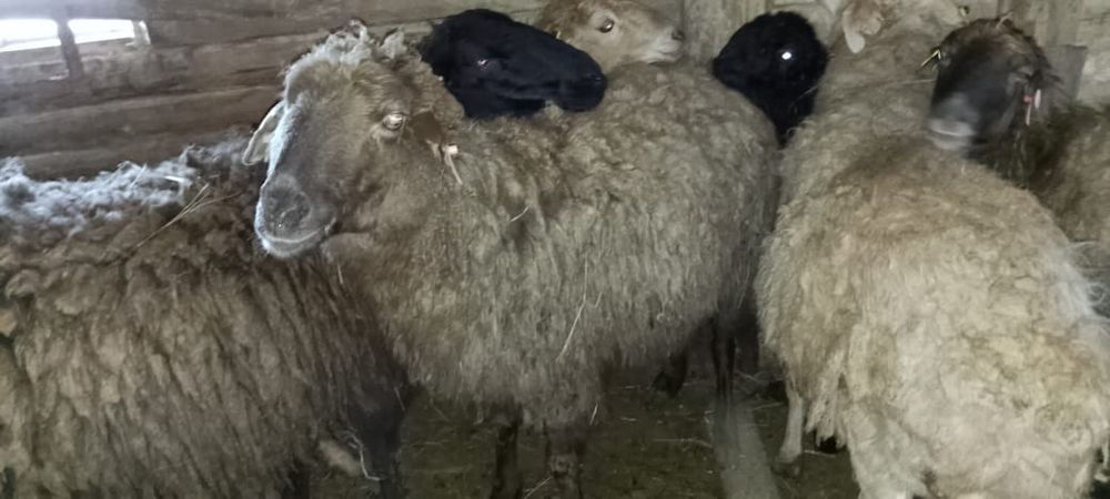 Продам бараны торг есть